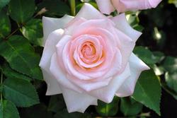 鈴木省三 すずき せいぞう 生誕100周年記念のバラが誕生 その名は ミスター ローズ バラコラム 京成バラ園 Keisei Rose Garden