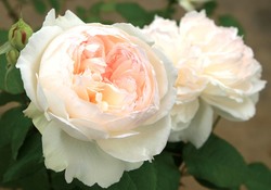 第3回 何でも勝手にランキング お勧めの四季咲き性 白バラ ベスト3 大輪 中輪含む バラコラム 京成バラ園 Keisei Rose Garden