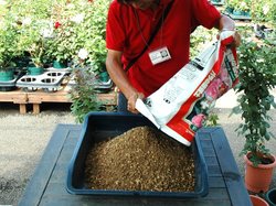 バラ苗木 大川原方式 植え方マニュアル 鉢植え版 後編 バラコラム 京成バラ園 Keisei Rose Garden