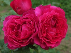 ドイツ ウィーク 開催 前編 バラコラム 京成バラ園 Keisei Rose Garden