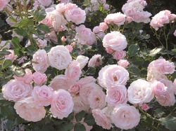 13年新品種 つるバラ総選挙 順位発表 第5位 バラコラム 京成バラ園 Keisei Rose Garden