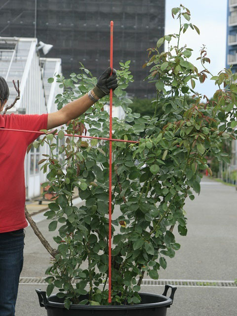 9月のバラ作業 夏剪定 作業編 バラコラム 京成バラ園 Keisei Rose Garden