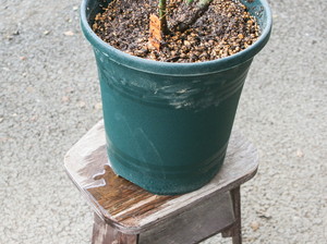 さあ これからバラをはじめよう 苗が届いたら 編 バラコラム 京成バラ園 Keisei Rose Garden