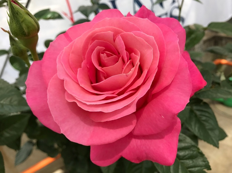 大川原が選ぶ 何でもランキング 17年秋の新品種 前編 バラコラム 京成バラ園 Keisei Rose Garden