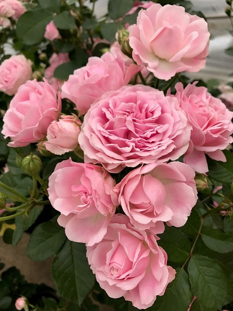 大川原が選ぶ 何でもランキング 17年秋の新品種 前編 バラコラム 京成バラ園 Keisei Rose Garden 大川原が選ぶ 何でもランキング 17年秋の新品種 前編 バラコラム 京成バラ園 Keisei Rose Garden