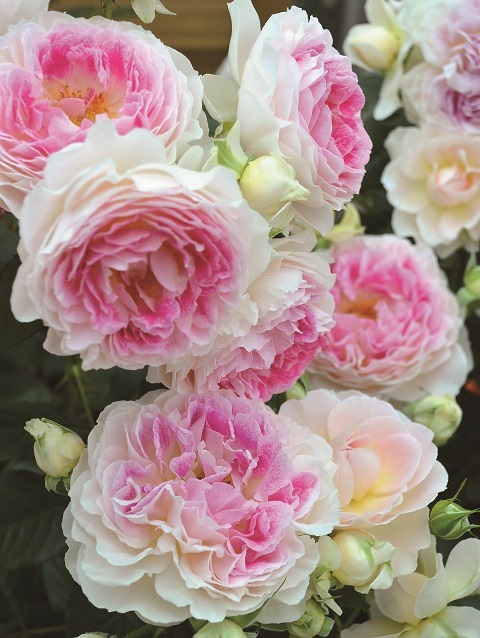 大川原が選ぶ 何でもランキング 17年秋の新品種 前編 バラコラム 京成バラ園 Keisei Rose Garden