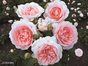 大川原が選ぶ 何でもランキング 17年秋の新品種 前編 バラコラム 京成バラ園 Keisei Rose Garden