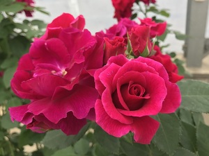 大川原が選ぶ 何でもランキング 17年秋の新品種 後編 バラコラム 京成バラ園 Keisei Rose Garden