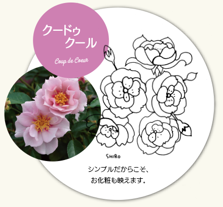 クー　ドゥ　クール