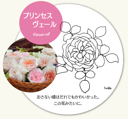 プリンセス　ヴェール