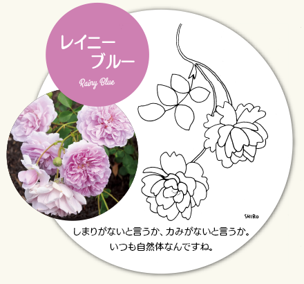 レイニー　ブルー