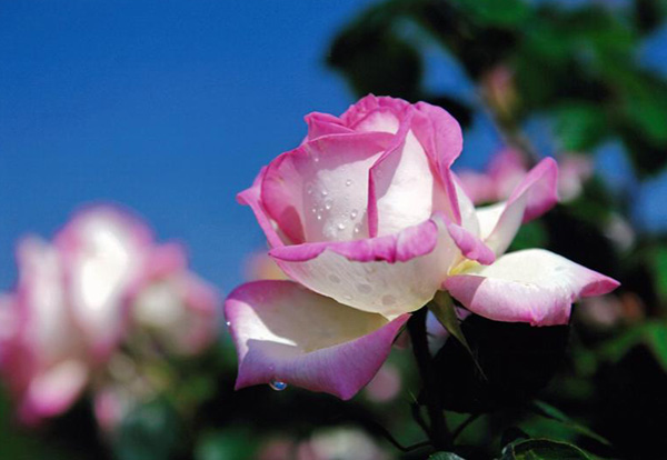 No.8 vZX hD iR BeҁF@m@l