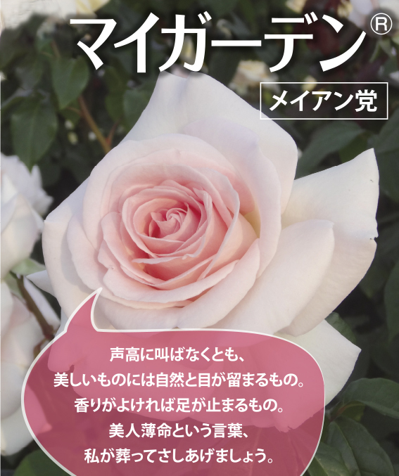 秋バラ ダブル総選挙 結果発表