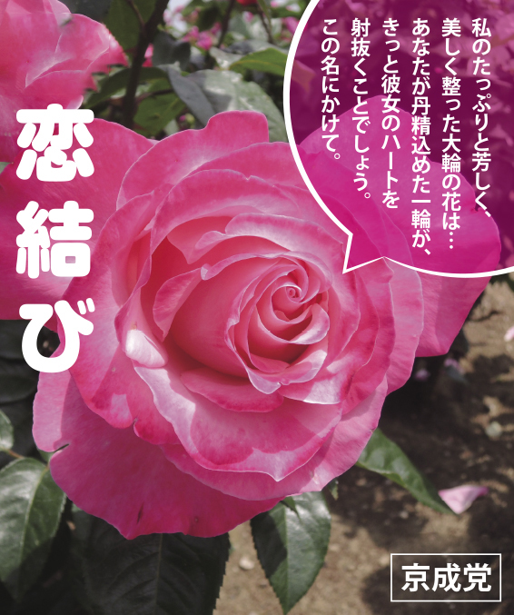 秋バラ ダブル総選挙 結果発表