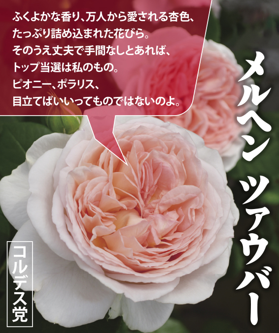 秋バラ ダブル総選挙 結果発表