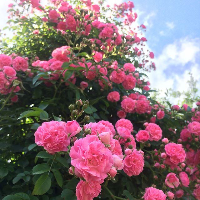 入選 春バラ部門