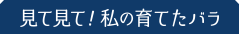 見て見て！私の育てたバラ