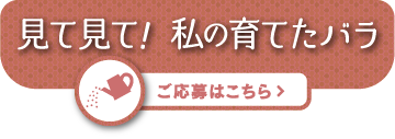 部門その１「見て見て！私の育てたバラ」 ログインはこちら