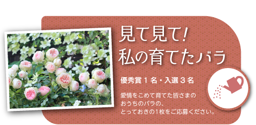 部門その１「見て見て！私の育てたバラ」