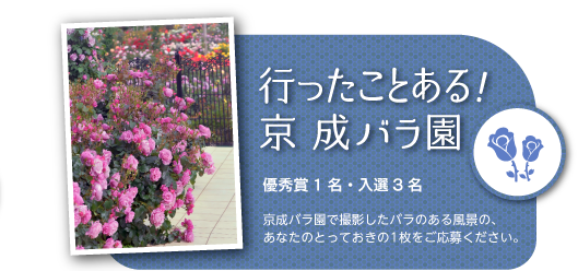 部門その２「行ったことある！京成バラ園」