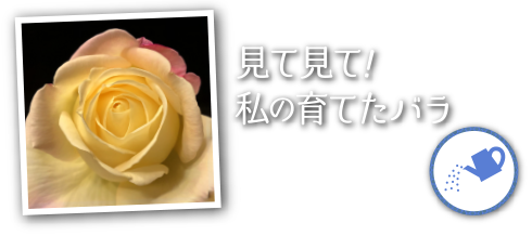 見て見て！私の育てたバラ 結果発表