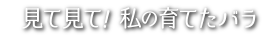 見て見て！私の育てたバラ