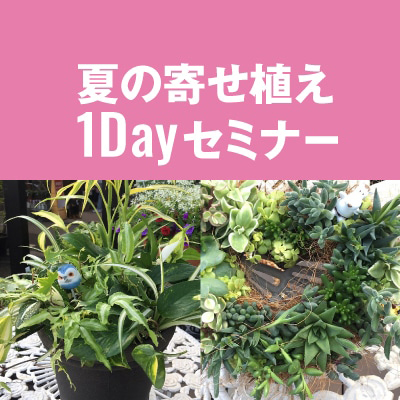 夏の寄せ植え１Dayセミナー