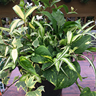 寄せ植え