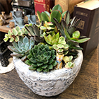 寄せ植え