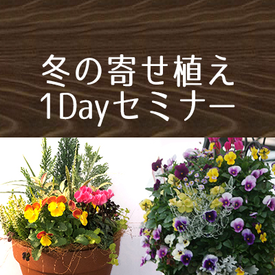 冬の寄せ植え1dayセミナー 京成バラ園 Keisei Rose Garden