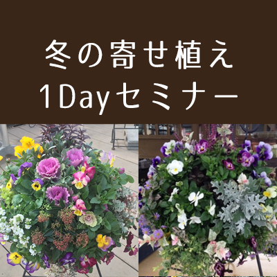 冬の寄せ植え1Dayセミナー