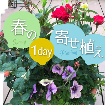 春の寄せ植え１Ｄａｙセミナー