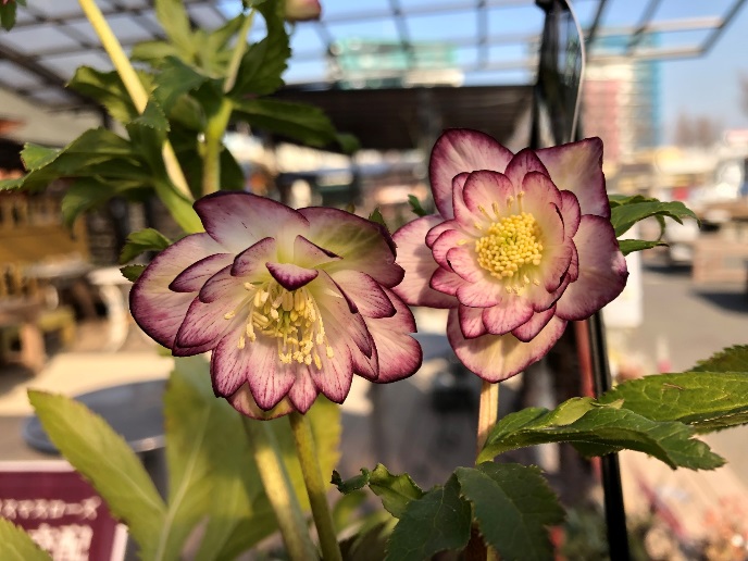 クリスマスローズ入荷情報 京成バラ園 Keisei Rose Garden クリスマスローズ入荷情報 京成バラ園 Keisei Rose Garden