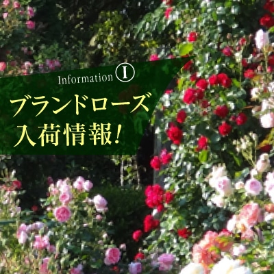 ブランドローズ入荷情報 京成バラ園 Keisei Rose Garden ブランドローズ入荷情報 京成バラ園 Keisei Rose Garden