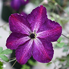 クレマチス入荷情報