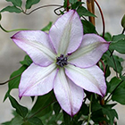 クレマチス入荷情報