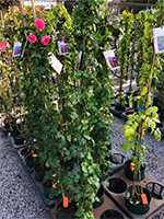 長尺バラの入荷情報