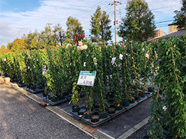 長尺バラの入荷情報