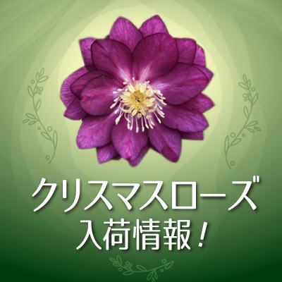 激安 あーちゃん様専用 157 95 クリスマスローズ 植物 観葉植物 Amena Org Mx