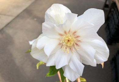 クリスマスローズ入荷情報 京成バラ園 Keisei Rose Garden クリスマスローズ入荷情報 京成バラ園 Keisei Rose Garden