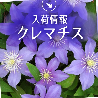 クレマチス入荷情報 京成バラ園 Keisei Rose Garden