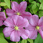 クレマチス入荷情報