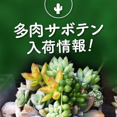 多肉サボテン入荷情報！ - 京成バラ園 - Keisei Rose Garden