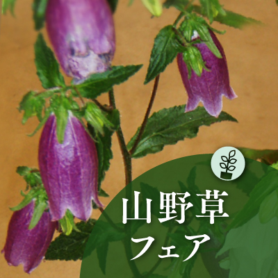 春の山野草フェア 京成バラ園 Keisei Rose Garden