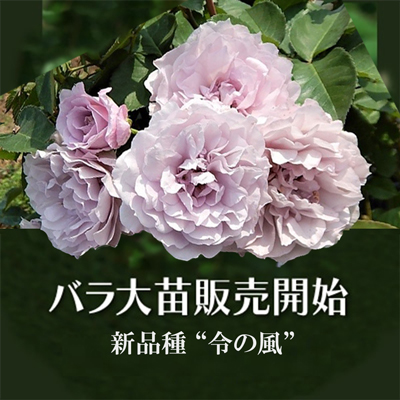 バラ大苗販売開始 京成バラ園 Keisei Rose Garden