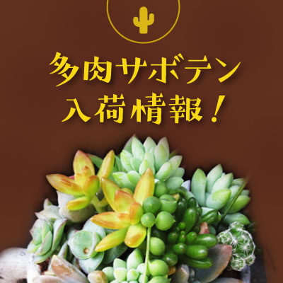 多肉サボテンフェア