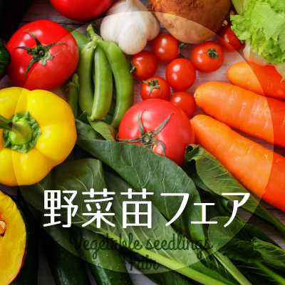 野菜苗フェア