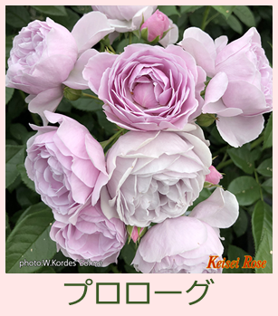 青薔薇が咲くデニムベレー帽 | citron elegant