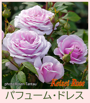 バラ大苗販売開始! - 京成バラ園 - Keisei Rose Garden バラ大苗販売開始! - 京成バラ園 - Keisei Rose Garden
