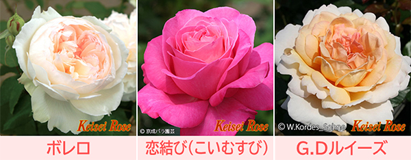 鉢バラの入荷情報 京成バラ園 Keisei Rose Garden